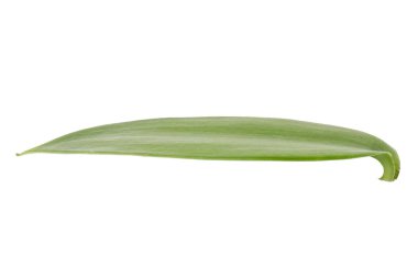 Beyaz arka planda izole edilmiş vanilyalı orkide yaprakları