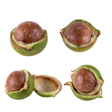 Beyaz bir arka planda izole taze macadamia fındık.