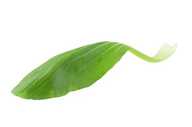 Beyaz arka planda izole bok Choy lahana.