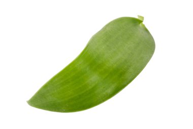 Beyaz arka planda izole edilmiş vanilyalı orkide yaprakları