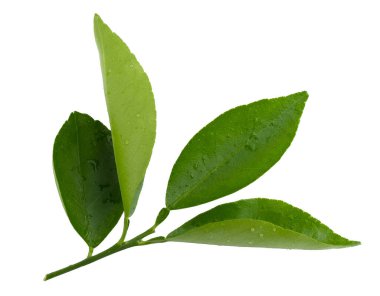 Lemon, Citrus beyaz arka planda izole bir şekilde ayrılıyor..