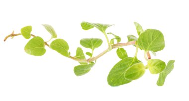 Beyaz arka planda taze Oregano bitkisi..