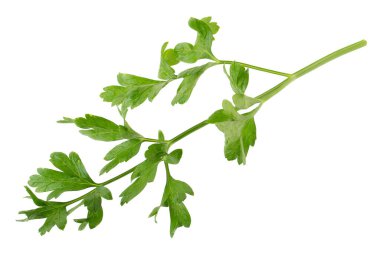 Beyaz arka planda izole edilmiş maydanoz taze bitkisi..