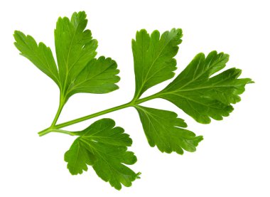 Beyaz arkaplanda maydanoz yaprakları