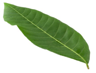 Yeşil Beyaz bir arka plan üzerinde izole yaprakları