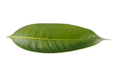 Marian eriğinin yaprakları beyaz bir arkaplanda izole edilmiş.