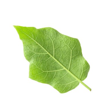 Bezelyeli patlıcan veya hindi üzümü beyaz arka planda izole edilmiş.