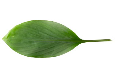 Zencefil ve zencefil yaprakları beyaz arkaplanda izole edilmiş