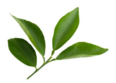 Lemon, Citrus beyaz arka planda izole bir şekilde ayrılıyor..