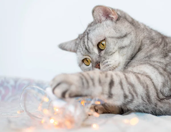 Kedi ve Noel ışıkları. Pencerenin kenarında tatlı bir İngiliz kedisi yatıyor ve ışıklarla oynuyor.