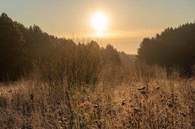Ormandaki ilk don Şafakta güneşin altında.