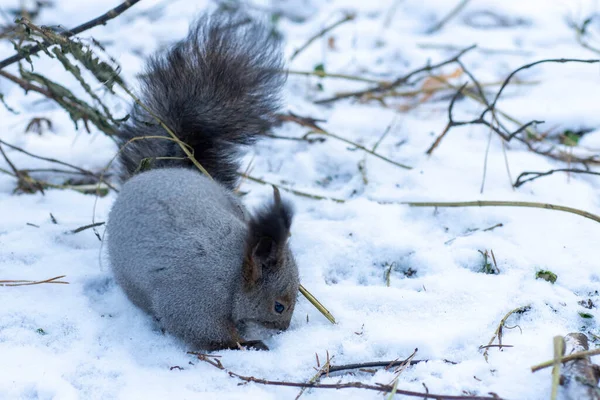 Das Eichhörnchen Sitzt Winter Auf Weißem Schnee Mit Nuss Eurasisches — Stockfoto