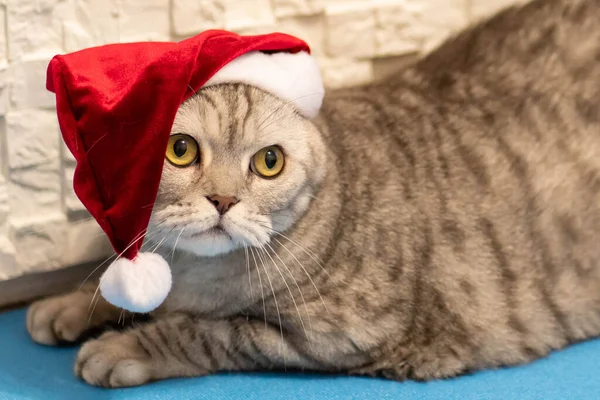 Kırmızı Noel Baba şapkalı Noel kedisi.