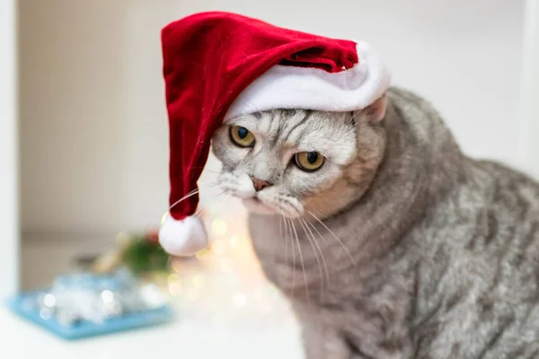 Kerstmis Kat Rood Kerstman Hoed — Stockfoto
