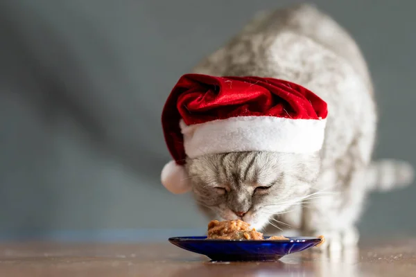 Noel şapkalı kedi mükemmel gri arka planda yemek yiyor..