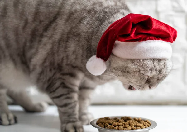 Noel şapkalı kedi açık beyaz arka planda yemek yiyor..
