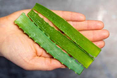 Aloe Vera bitkisini tutan kadın. Doğal aloe vera. Sulu bitki.