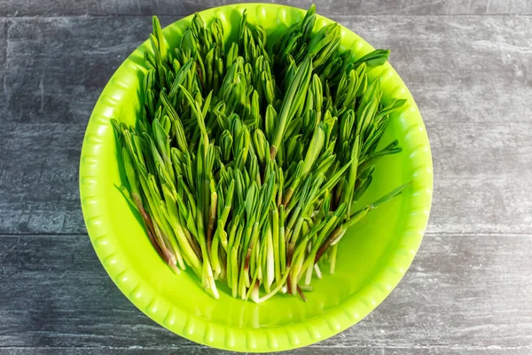 Fresh Wild Garlic Kolba Bear Onion Wild Garlic Bowl — Stock Photo, Image