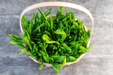 Yeni toplanmış yabani sarımsak, yabani sarımsak, sepetteki ayı soğanı..