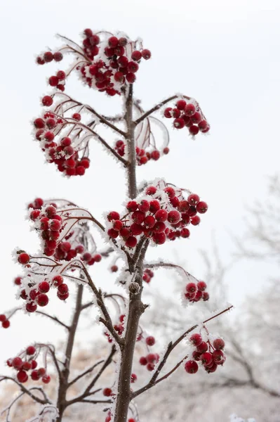 Ветви Рябины Ягоды Покрытые Морозом — стоковое фото