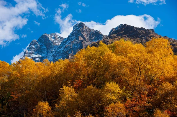 Forêt Automne Dans Les Montagnes Dombai Gorge Dombai Ulgen — Photo