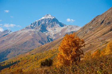 Sarı sonbahar ağacı ve dağ manzarası, Dombai-Ulgen geçidi.. 
