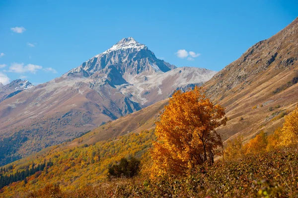 Sarı sonbahar ağacı ve dağ manzarası, Dombai-Ulgen geçidi.. 