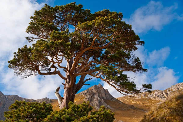 Adigea, Oshten eteklerinde büyük bir çam ağacı.. 