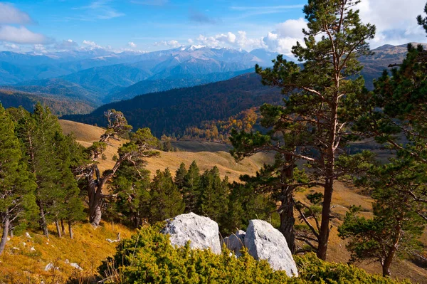 Adygea dağlarında kayalar ve çam ağaçları. 