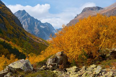 Baduk göllerinden çok uzak olmayan sonbahar ormanı, Dombay..