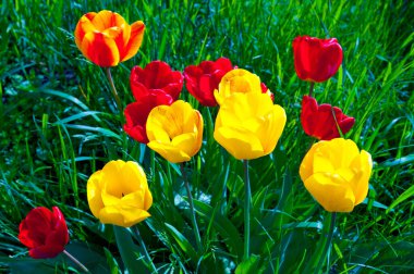 Sarı ve kırmızı laleler çimlerde.