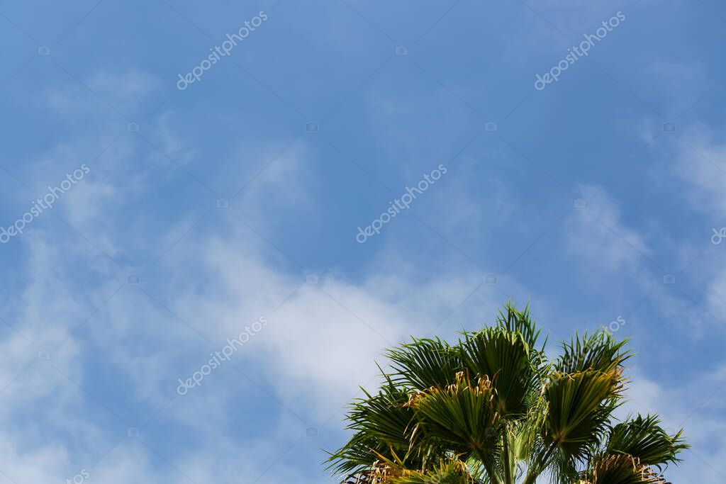 Swaying palm tree against the blue sky in right side with space for text or logo. Summer time and active rest concept.