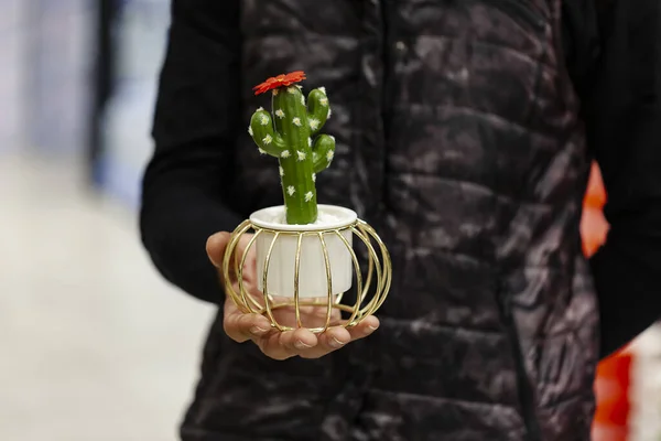 Męskie Dłonie Trzymające Małego Sztucznego Kaktusa Ręka Mężczyzny Trzyma Małego — Zdjęcie stockowe