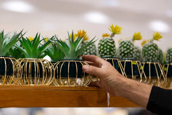 Hand Gospodarstwa Doniczki Aloe Vera Roślin Trawka Dekoracji Wnętrz Koncepcja — Zdjęcie stockowe