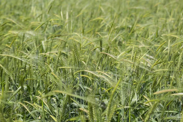 绿色的黑麦在白天的时间柔软的背景 园林绿化小麦幼苗生长在田野里 生长在土壤中的青小麦 夕阳西下 在田里播种黑麦农业 黑麦芽 — 图库照片