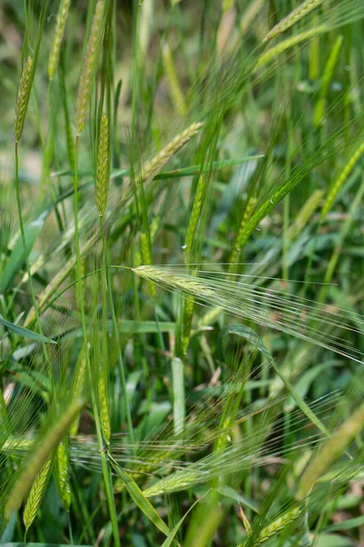 白日绿叶 背景柔和 垂直构图 园林绿化小麦幼苗生长在田野里 生长在土壤中的青小麦 在田里播种黑麦农业 黑麦芽 — 图库照片