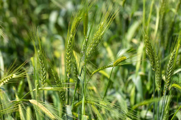 大青黑麦在白天时间 软背景 近景小麦苗生长在田里 生长在土壤中的青小麦 在田里播种黑麦农业 黑麦芽 — 图库照片