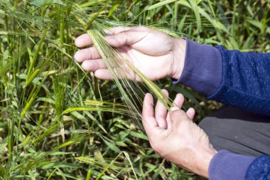 Tarlanın yukarısında bir adamın elleri bir avuç çavdar kulağı tutuyor. Çiftçi eliyle dikenli buğdayları kontrol eder. Agronomist yaprakları kontrol eder ve keşfeder. Çavdar filizleri. Olgunlaşmış buğday tarlası kulakları