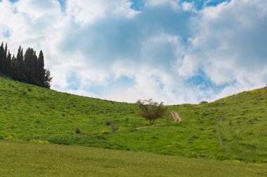 Yeşil bir çayırda yeşil bir ağaç ve güneşli bir bahar gününde tepede Mavi Gökyüzü ve Çimen. Doğa Manzarası arkaplanı.