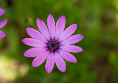 Bir bahçe merkezinde Osteospermum menekşe Afrika papatyası çiçeğini kapatın. Yüzeyin derinliği sığ olan polenlere odaklanmış mor yabani bir çiçek. koyu pembe papatya çayı. Pembe çiçekli çiçek arkaplanı