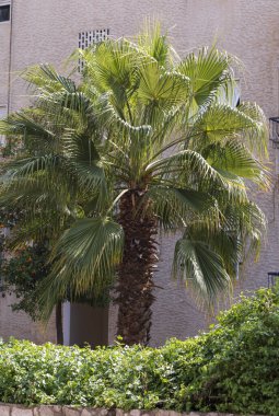 Güzel ev binasının yanında yemyeşil yaprakları olan tropik lüks palmiye ağaçları. Seyahat, yaz tatili konsepti. Evin yakınındaki süs ekimi..
