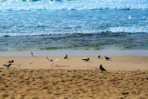 Птахи Березі Середземного Моря Хайфі Ізраїль Голуби Гола Ворона Пляжі — стокове фото