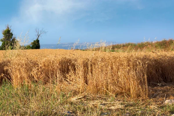 麦田和蓝天黄金黑麦在白天的时间 生长在田野里的小麦苗 黄金小麦生长在土壤中 在田里播种黑麦农业 黑麦芽 丰富的收获概念 美丽的自然落日景观 — 图库照片