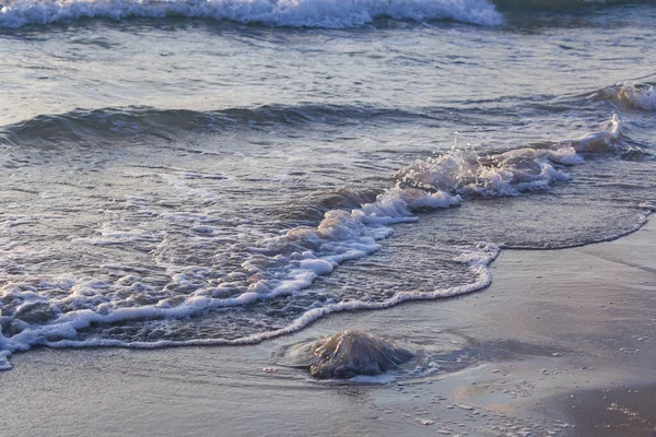 Медузу Пляжі Вранці Rhopilema Nomadica Медуза Біля Середземного Моря Березі — стокове фото