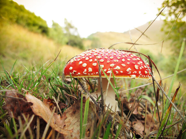Amanita muscaria
