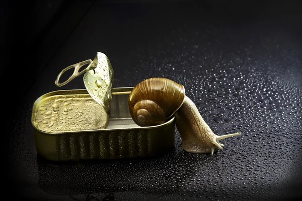 Homeless snail — Stock Photo, Image