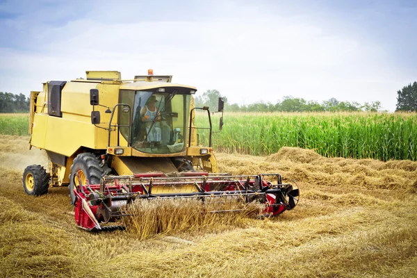 Combiner les récoltes de blé sur un champ — Photo