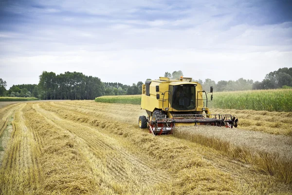 Combiner les récoltes de blé sur un champ — Photo