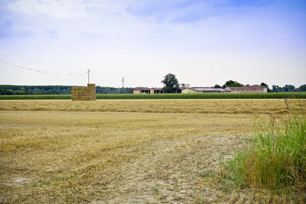 Campo de trigo — Fotografia de Stock