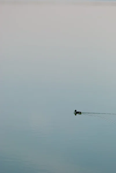 Kaşıkgaga — Stok fotoğraf